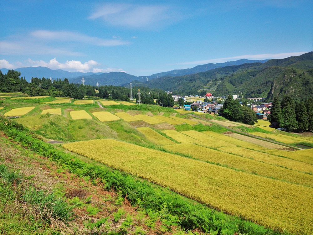 田んぼ