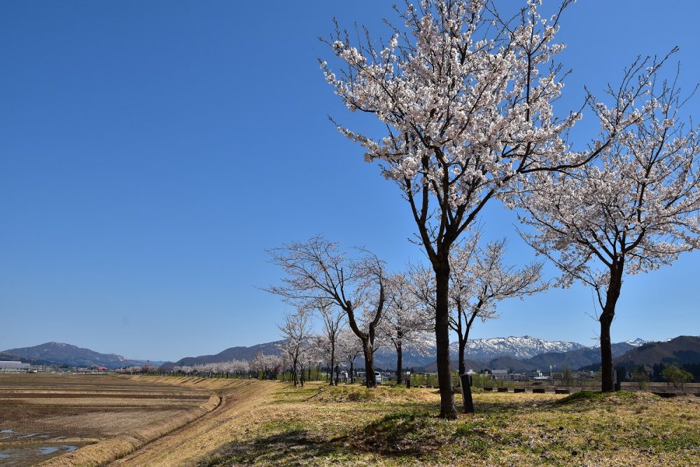 魚野川桜づつみ