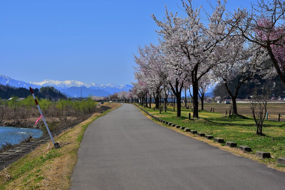 魚野川桜づつみ