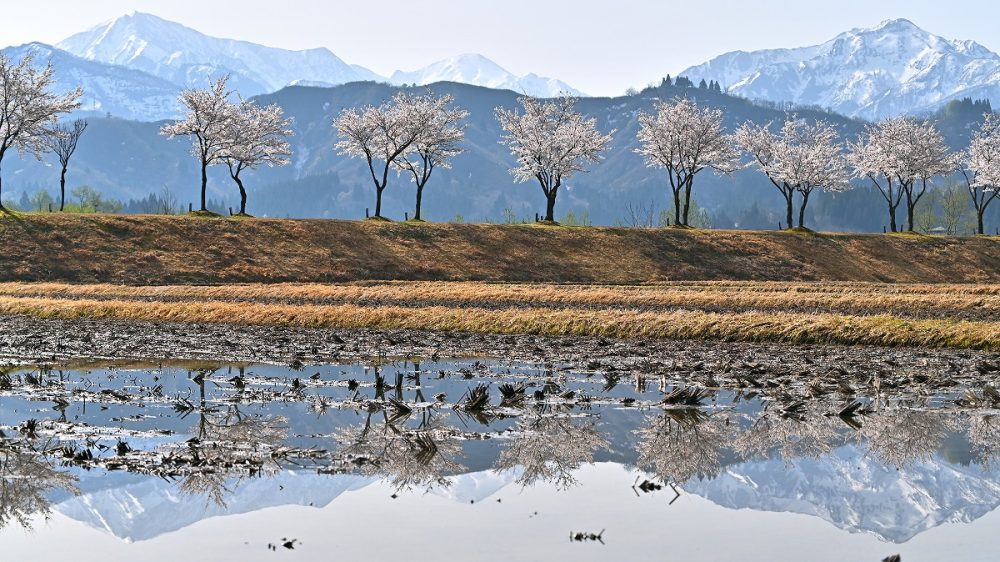 魚野川桜づつみ