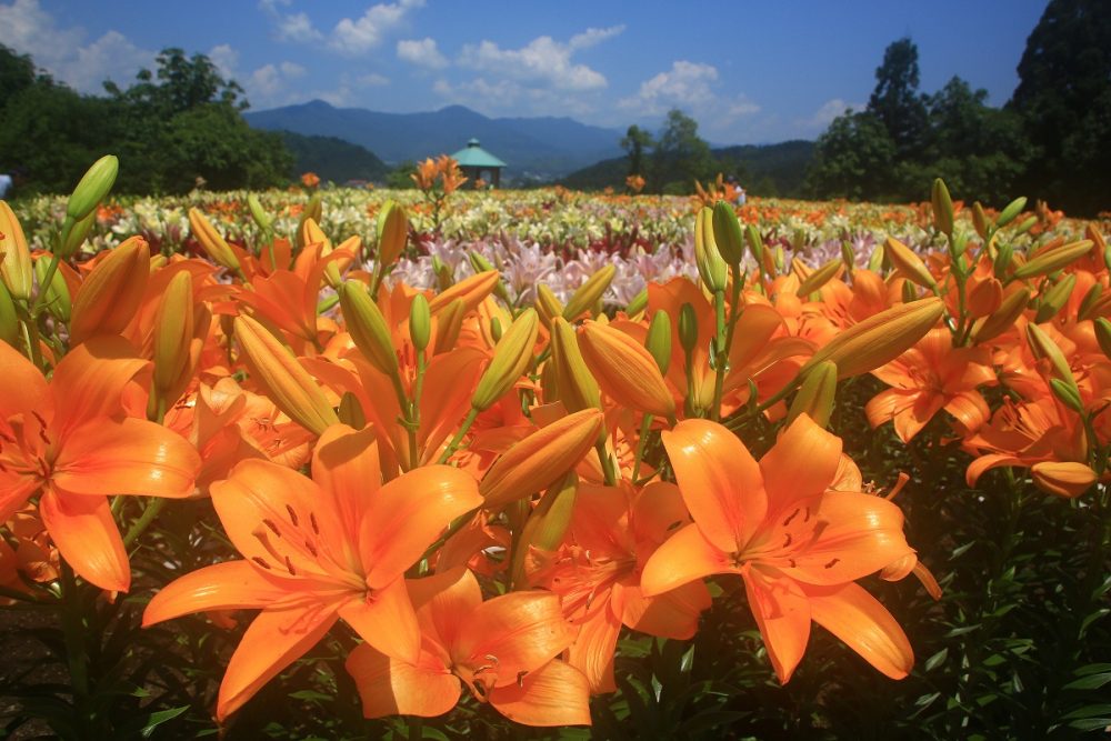 月岡公園