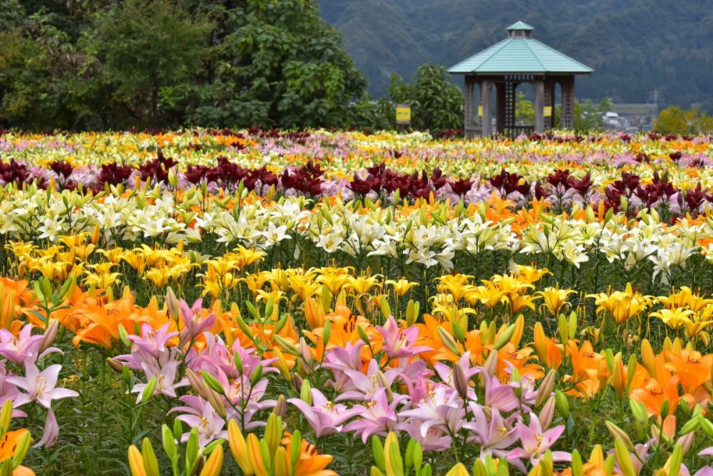 月岡公園