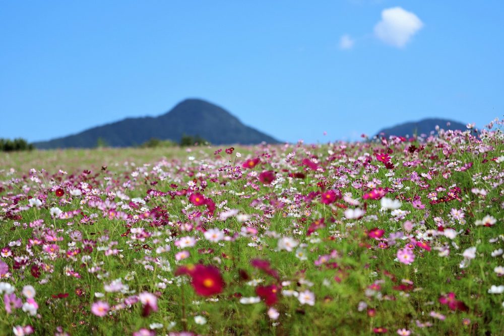 上原コスモス園