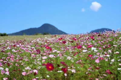 上原コスモス園