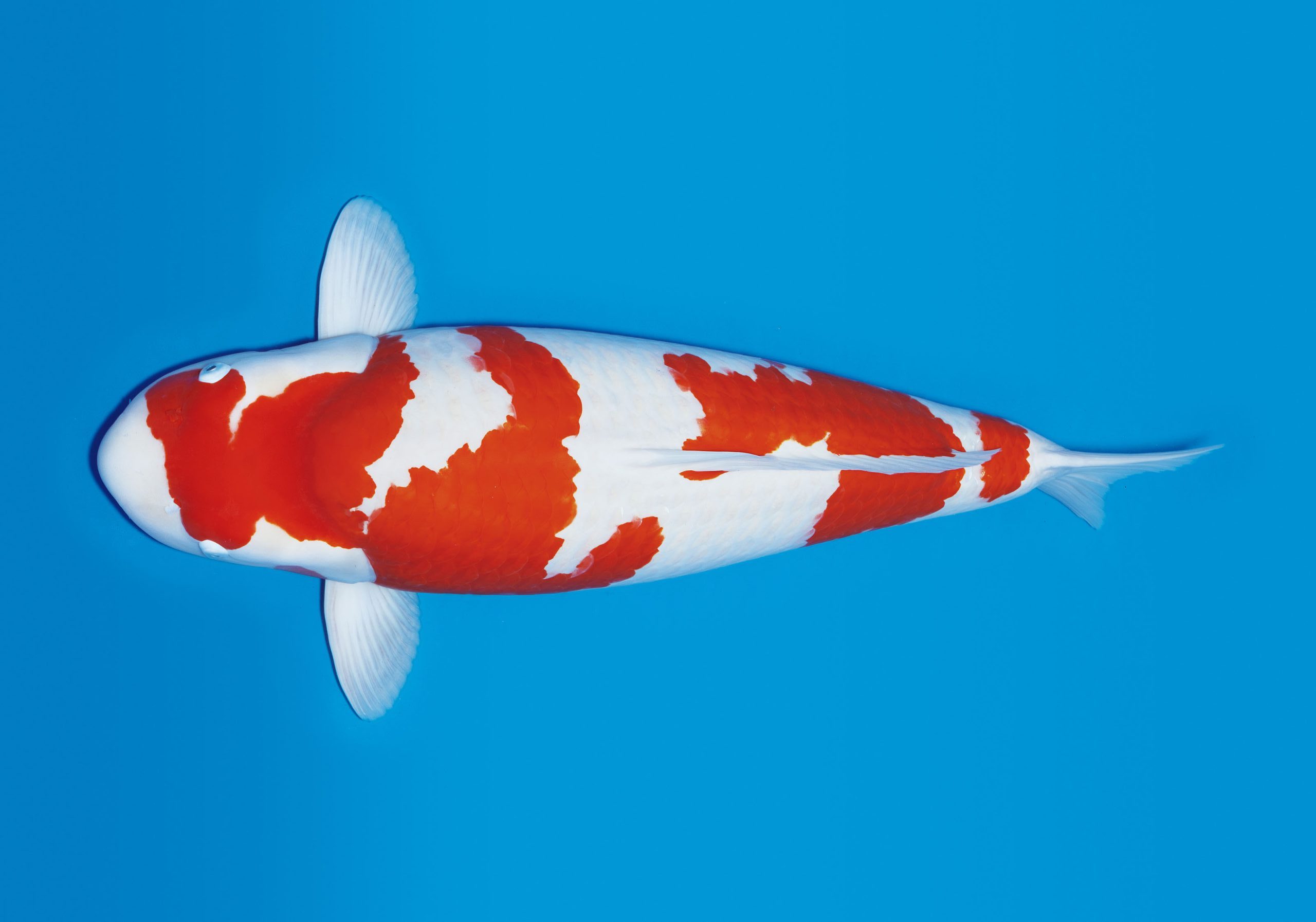 観音沼錦秋 観音沼錦秋 観音沼錦秋 下郷町観光協会